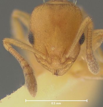 Media type: image;   Entomology 21038 Aspect: head frontal view